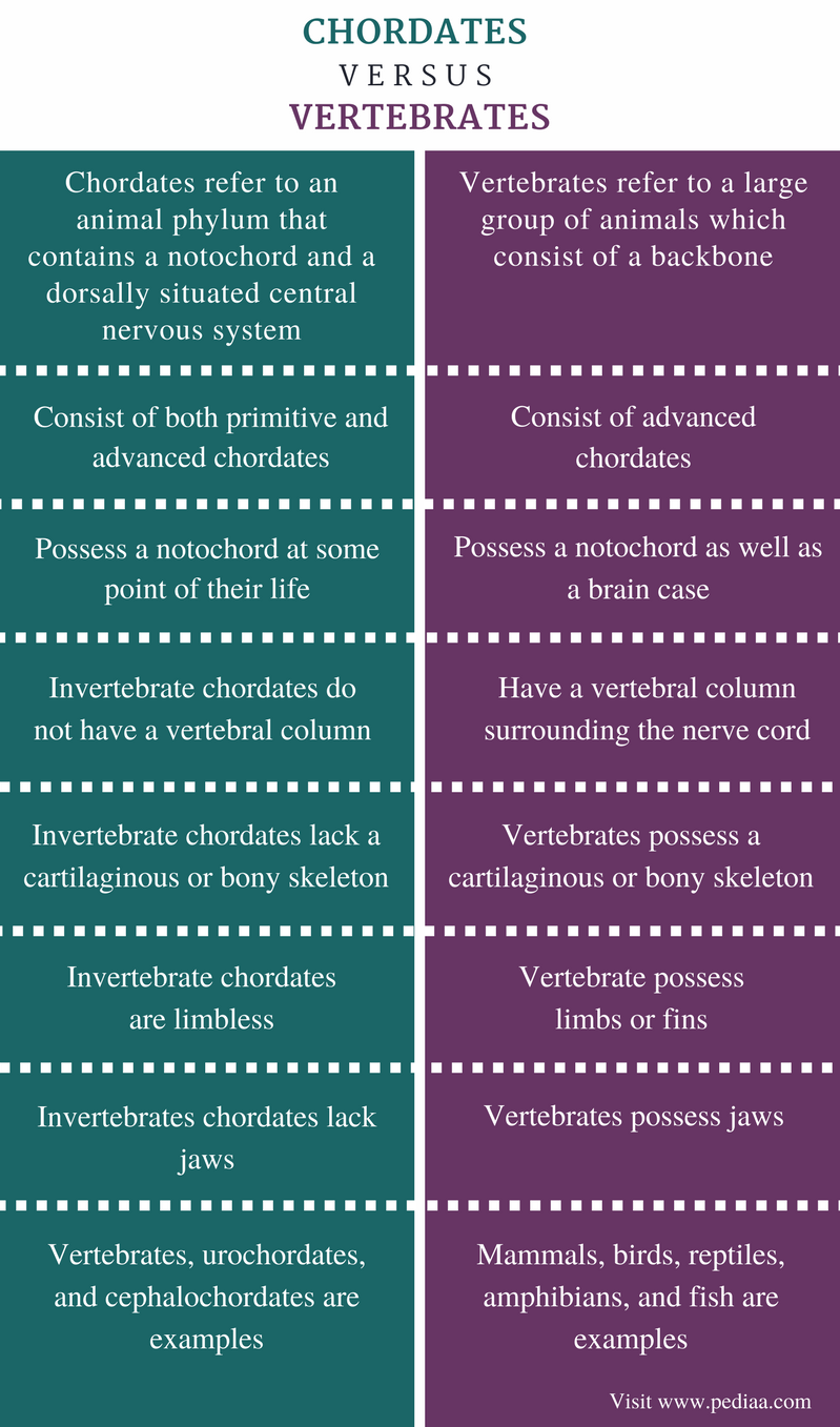 Difference Between Chordates and Vertebrates – Pediaa.Com