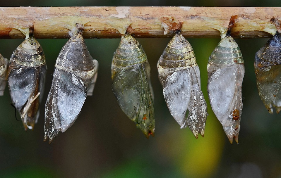 Difference Between Complete and Incomplete Metamorphosis | Definition