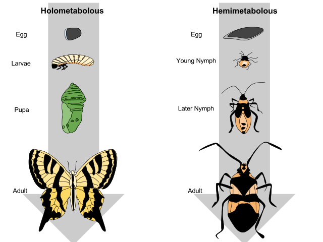 Difference Between Complete and Incomplete Metamorphosis | Definition