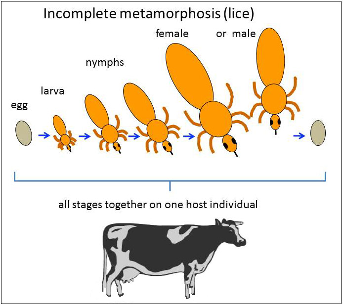 Difference Between Complete And Incomplete Metamorphosis Definition 