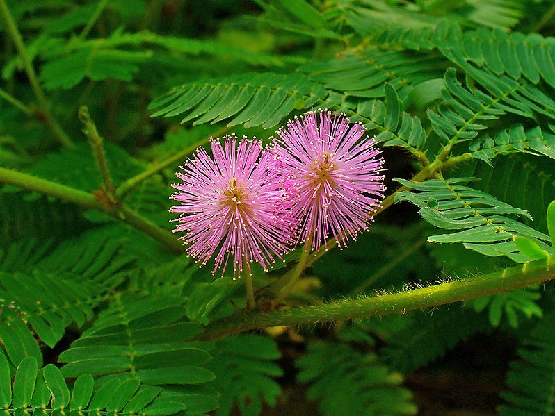 Difference Between Exotic and Invasive Species