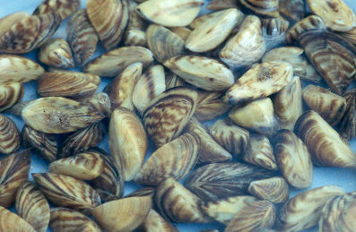 Difference Between Exotic and Invasive Species_Figure 2