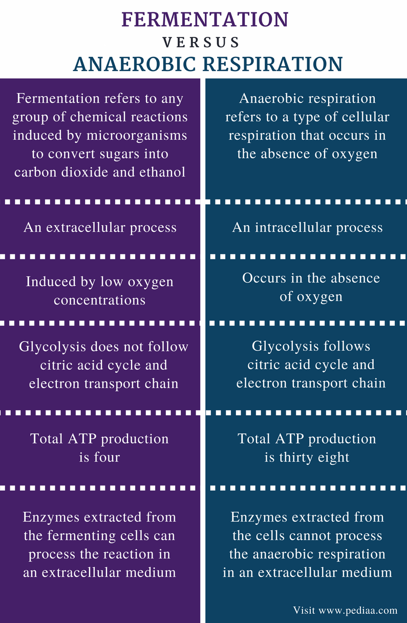 difference between fermentation and respiration