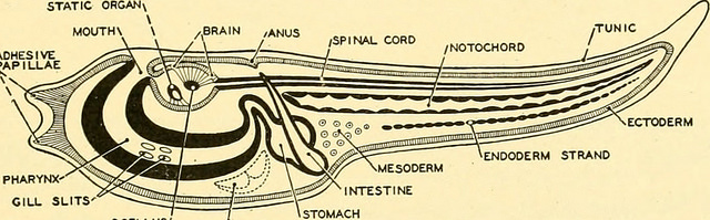 Difference Between Hemichordata and Chordata