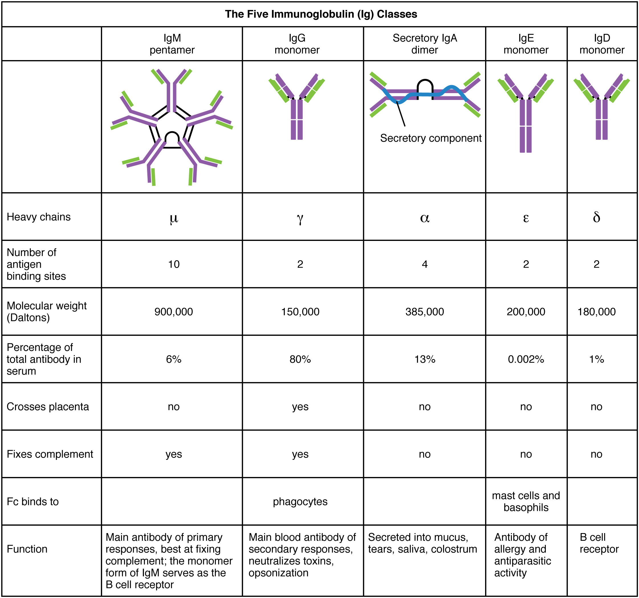 Difference Between Immunoglobulin and Antibody Definition, Structure