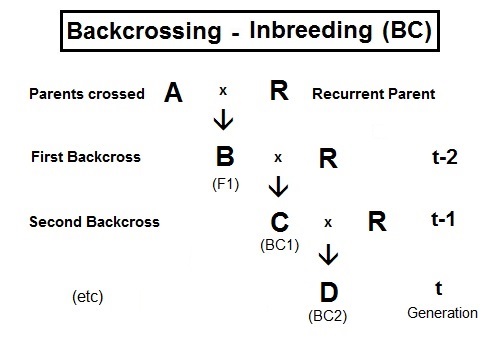 Difference Between Inbreeding and Interbreeding_Figure 2