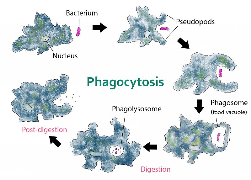 difference-between-ingestion-and-digestion-definition-mechanism