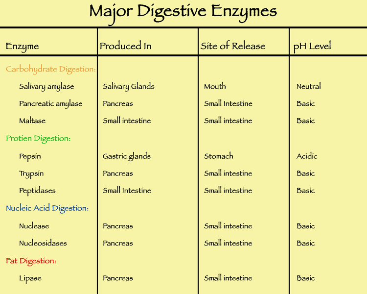 difference-between-ingestion-and-digestion-definition-mechanism-function