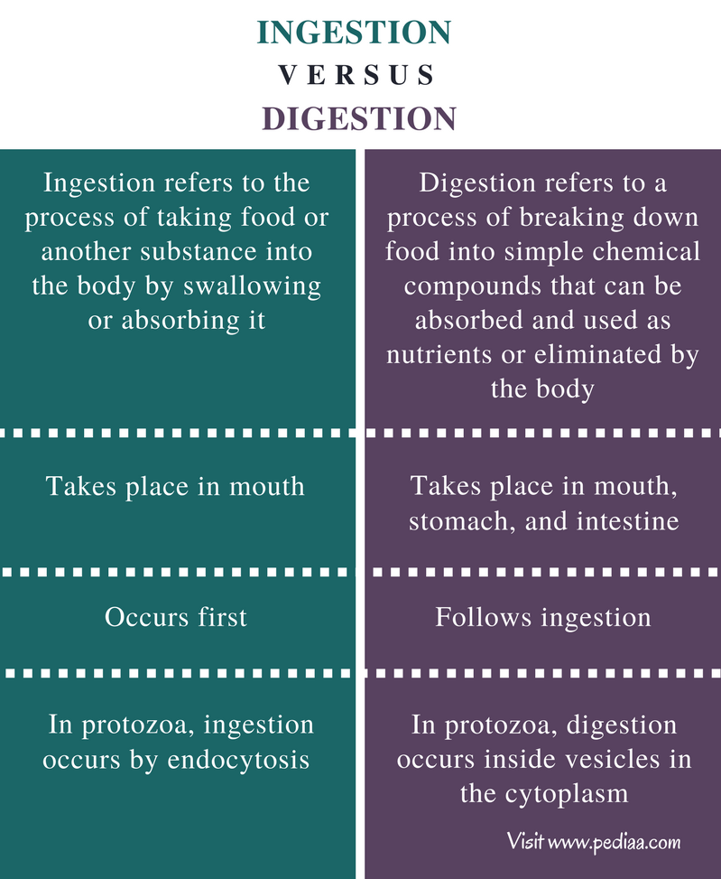 Difference Between Ingestion And Digestion Definition Mechanism Function