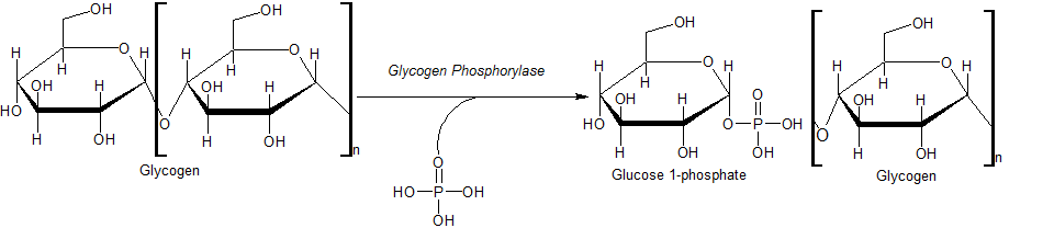 forskel mellem kinase og fosforylase