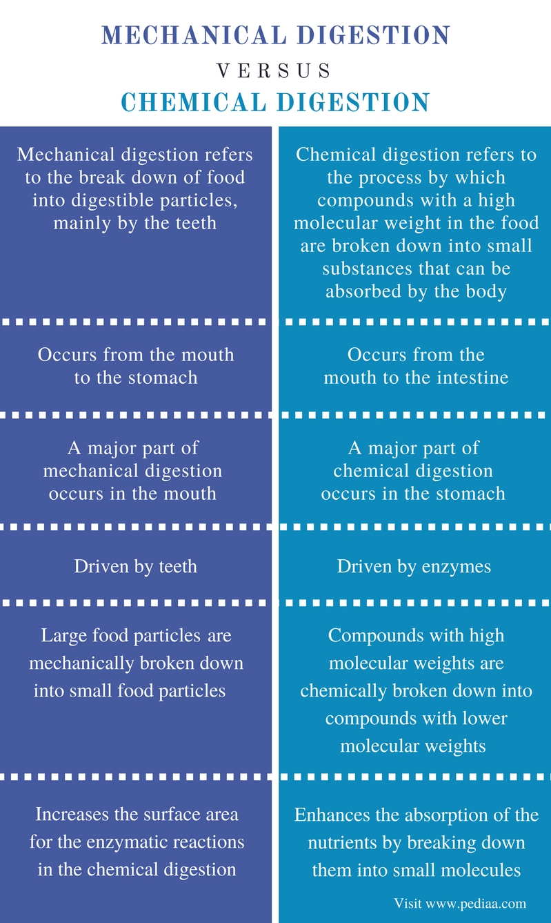 Difference Between Mechanical and Chemical Digestion | Definition