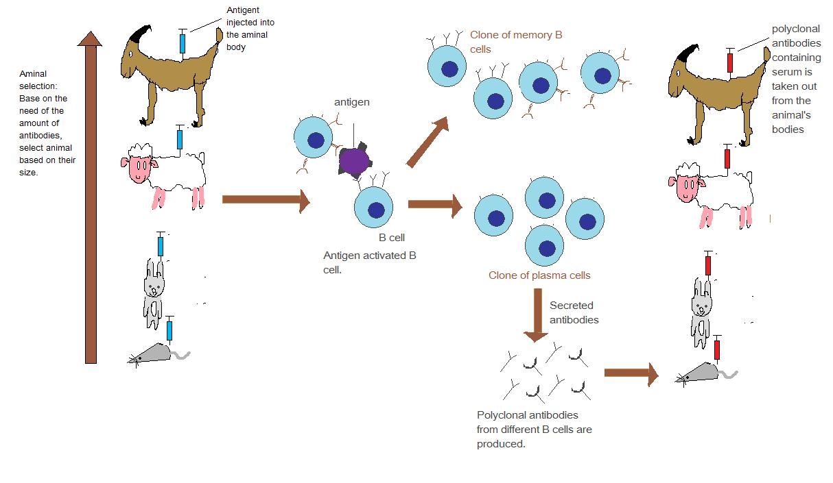 Antigens Antibodies II Polyclonal antibodies vs