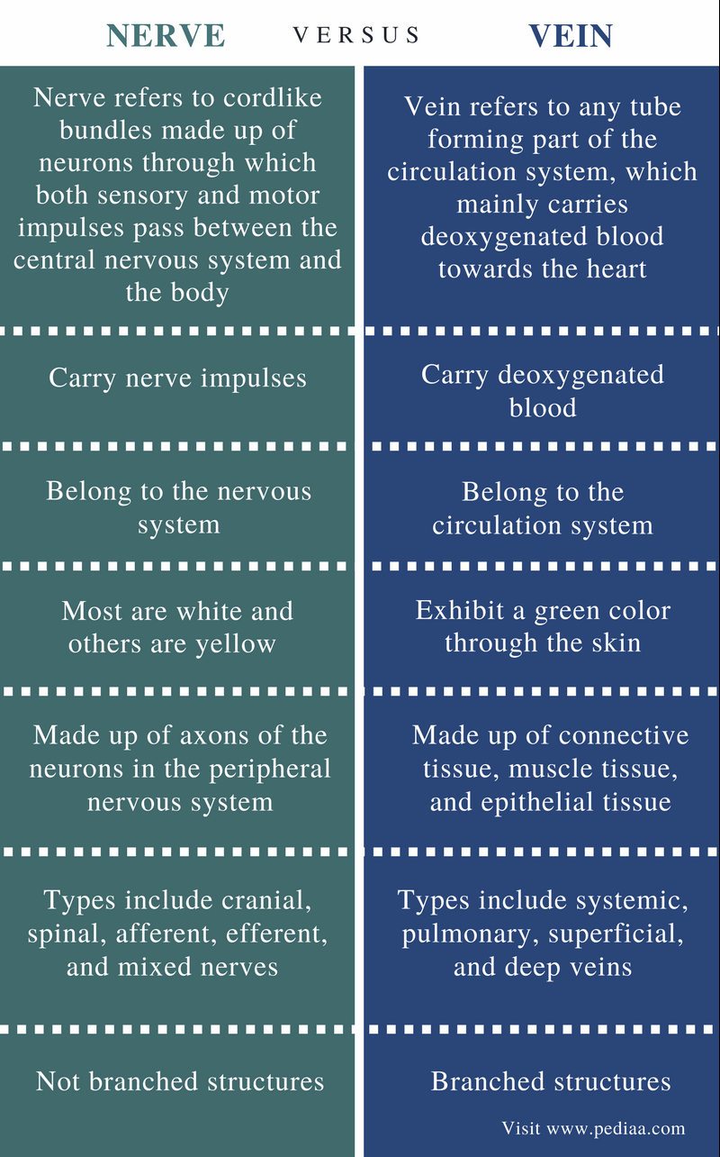 Difference Between Nerve and Vein | Definition, Composition, Types