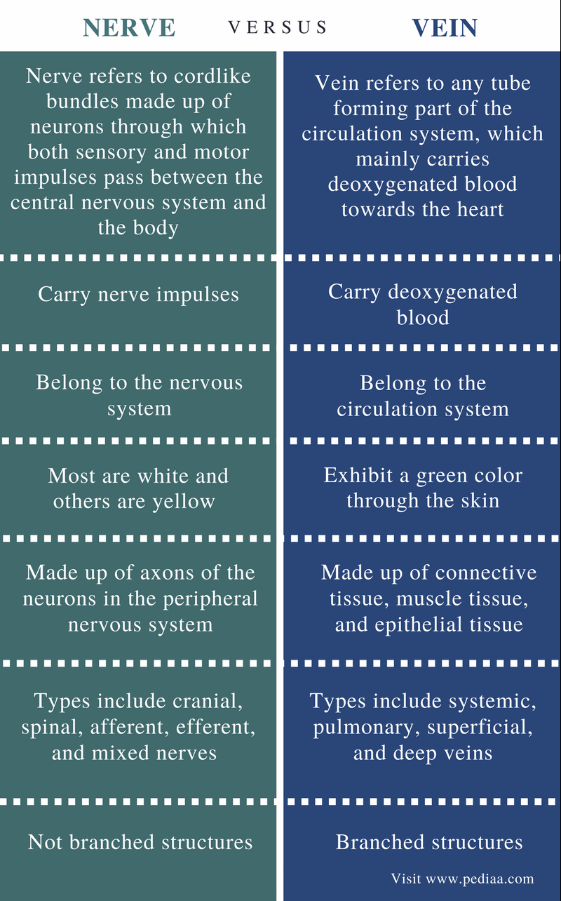 6-difference-between-capillaries-vein-images-stock-photos-vectors