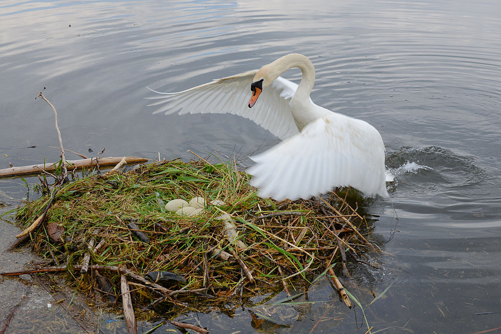 Difference Between Oviparous and Viviparous Animals | Definition