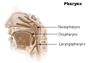 Difference Between Pharynx and Larynx | Definition ...