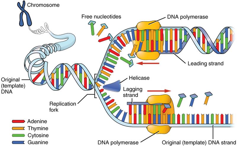 Difference Between Protein Synthesis And Dna Replication Definition Mechanism Importance