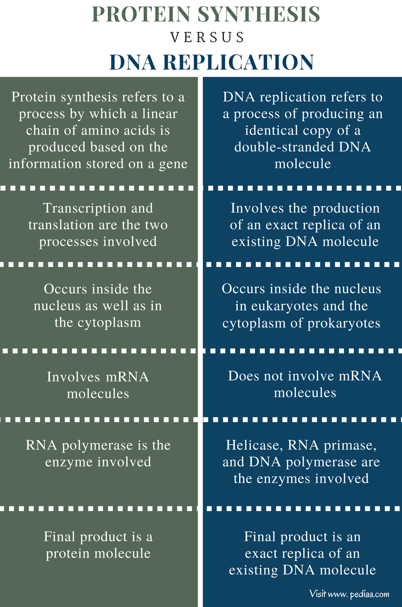 difference-between-protein-synthesis-and-dna-replication-definition