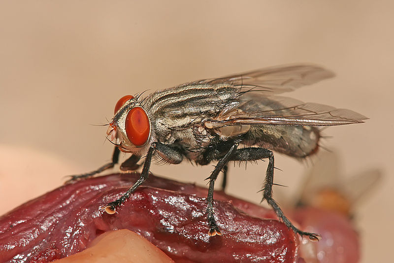 Main Difference - Scavenger vs Decomposer