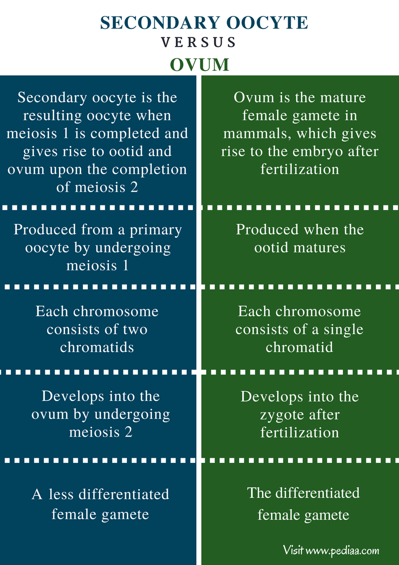 Difference Between Secondary Oocyte And Ovum Definition Development Process Characteristics