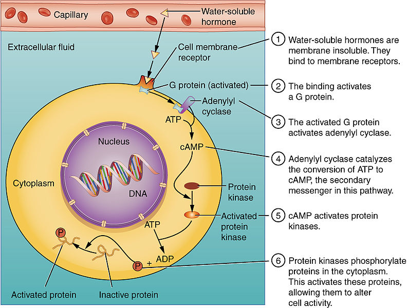 difference-between-steroid-and-peptide-hormones-definition-mechanism