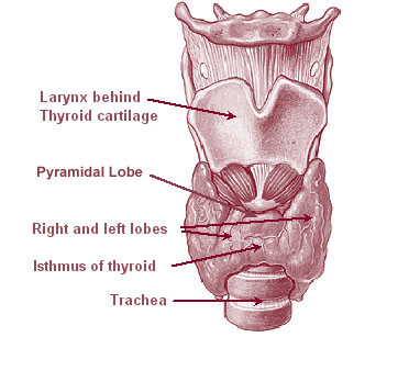 Difference Between Thyroid and Parathyroid – Pediaa.Com