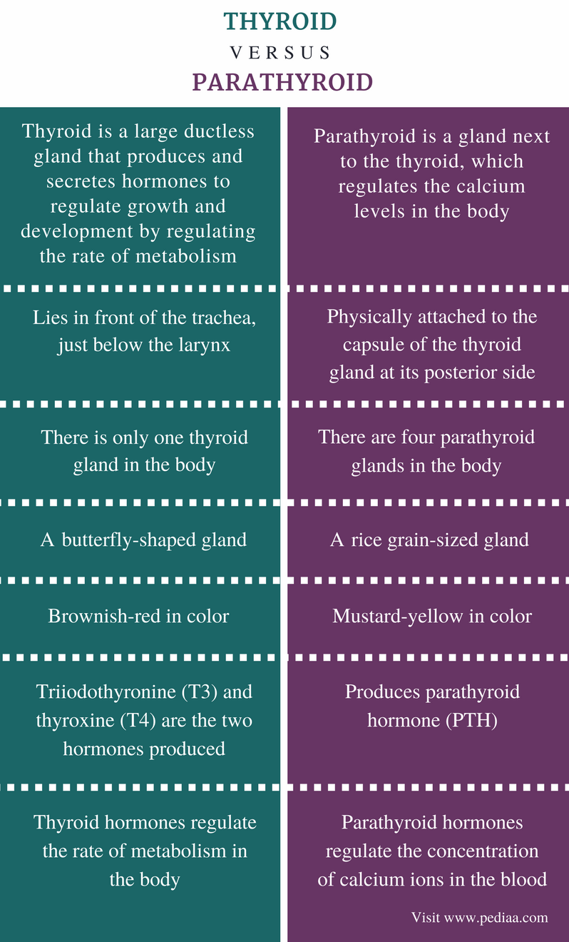 difference between thyroid and parathyroid | definition, anatomy