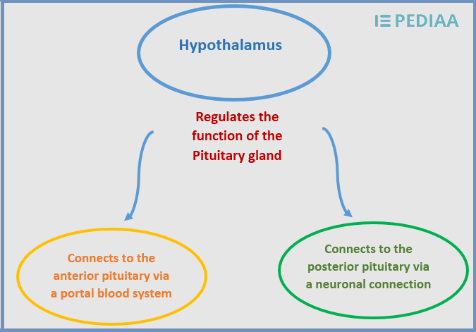 Relationship Between Hypothalamus and Pituitary Gland – Pediaa.Com