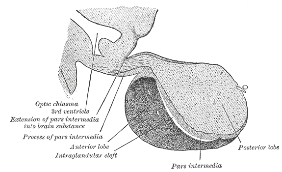 Relationship Between Hypothalamus and Pituitary Gland_Figure 2