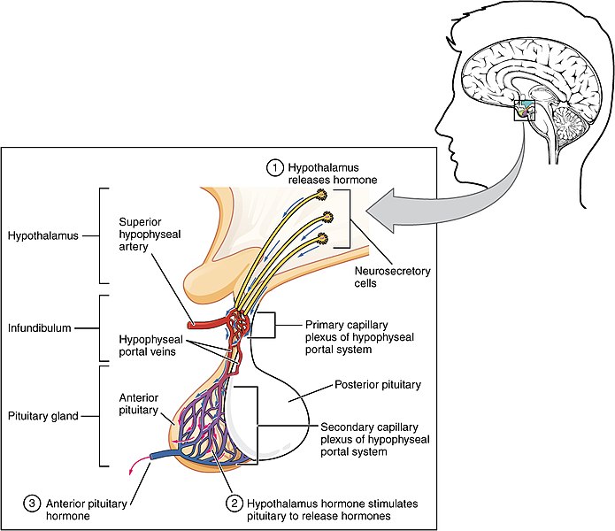Relationship Between Hypothalamus and Pituitary Gland