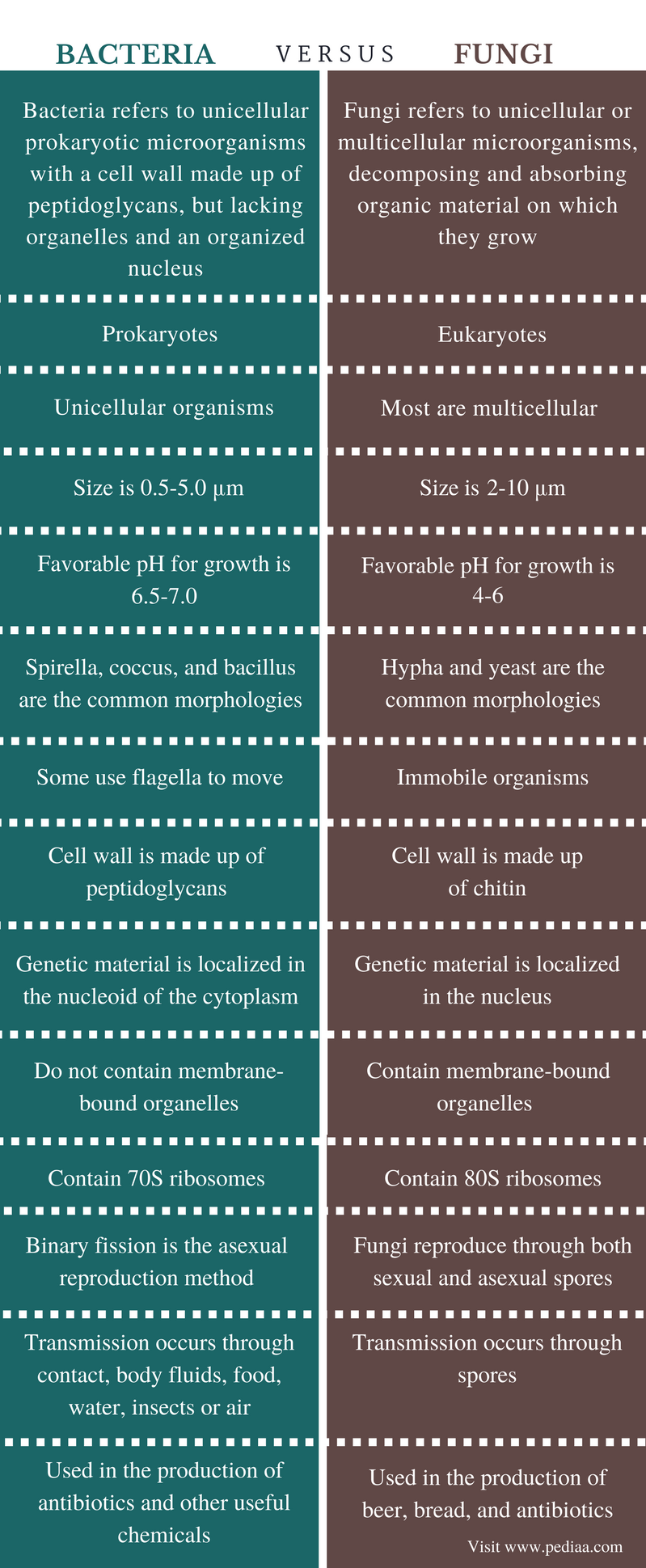 Difference Between Bacteria And Fungi Definition Features Significance Similarities