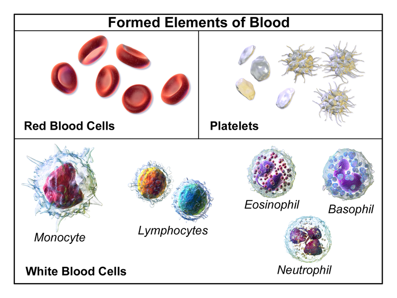 Difference Between Blood and Plasma