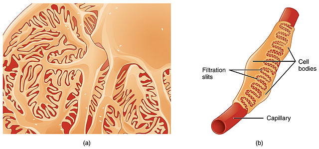 Difference Between Bowman’s Capsule and Glomerulus