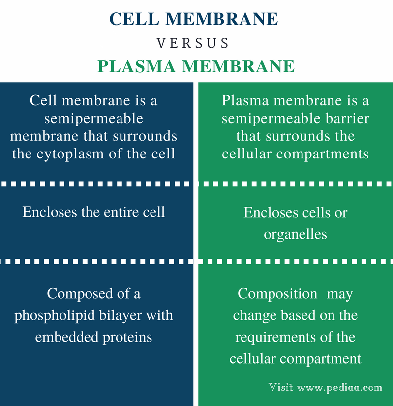 cellular-structure-of-bacteria-zero-infections