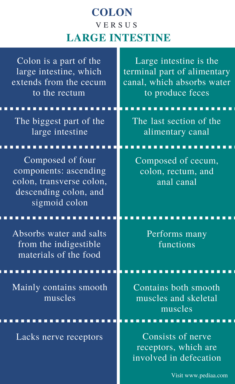 Difference Between Colon and Large Intestine | Definition, Anatomy