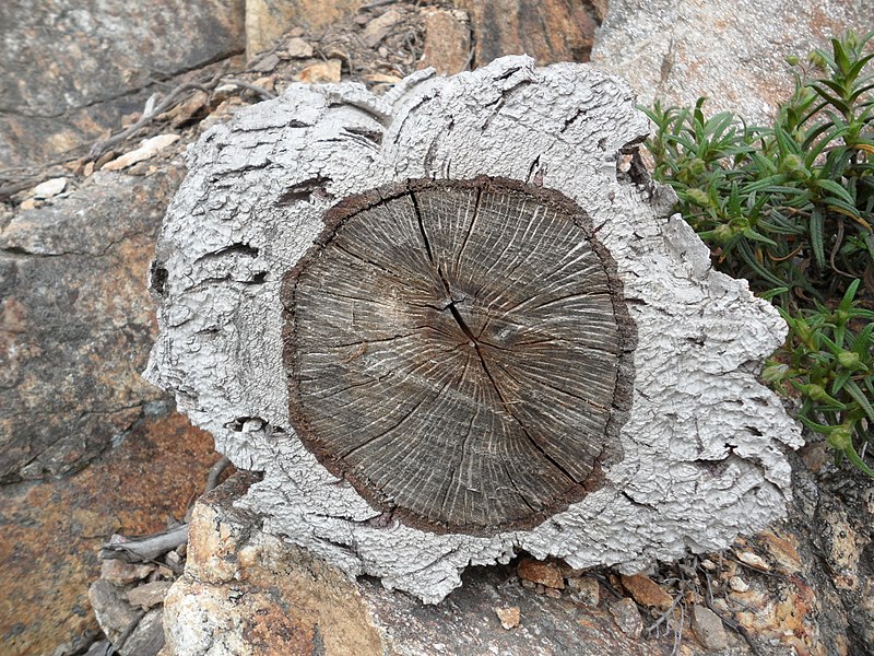 Difference Between Cork And Bark Definition Structure Function