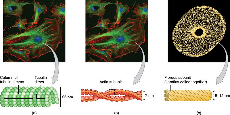 Difference Between Cytoplasm And Cytoskeleton Definition Structure 