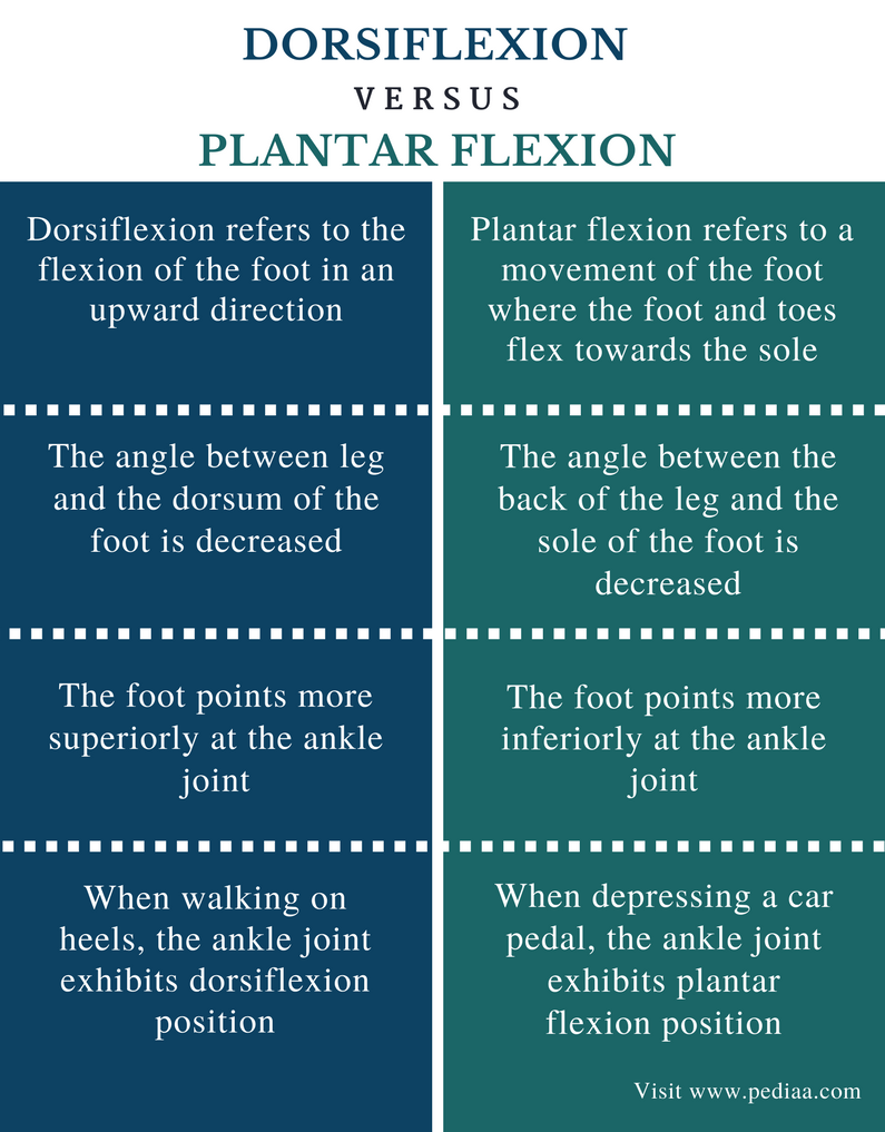 difference-between-dorsiflexion-and-plantar-flexion-definition-type