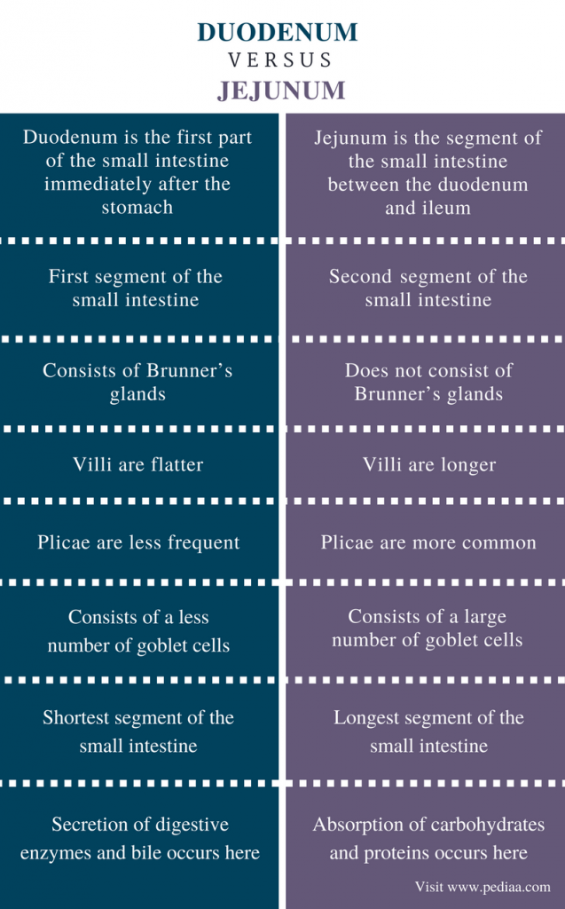 Difference Between Duodenum And Jejunum Definition Anatomy Function