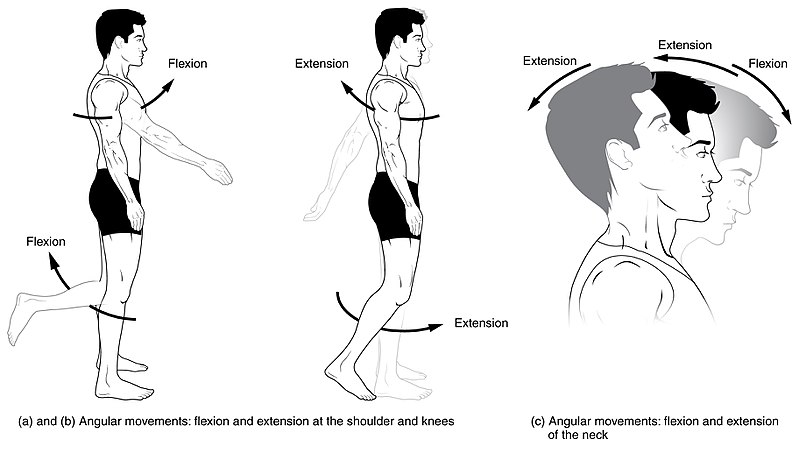 Différence entre la flexion et l'extension 