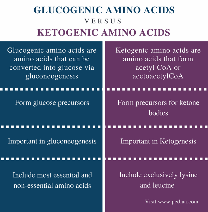 Difference Between Glucogenic And Ketogenic Amino Acids Definition Examples