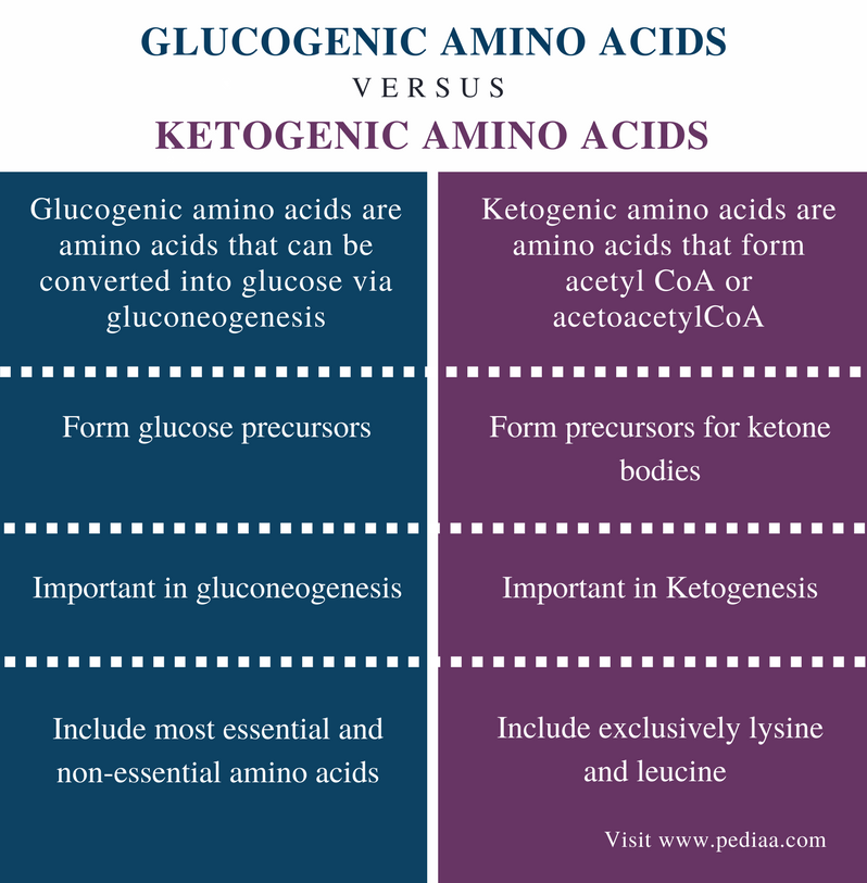 Difference Between Glucogenic and Ketogenic Amino Acids Definition