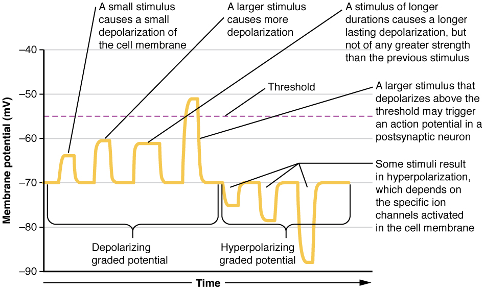 difference-between-graded-potential-and-action-potential-definition