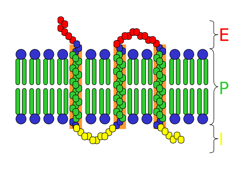 difference-between-integral-and-peripheral-proteins-definition