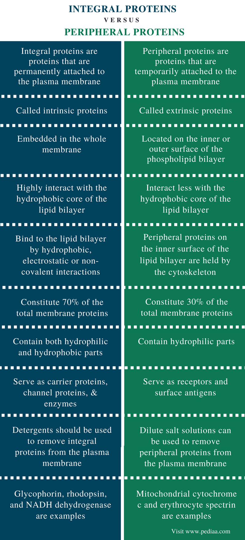 explain-the-difference-between-integral-peripheral-and-surface-proteins