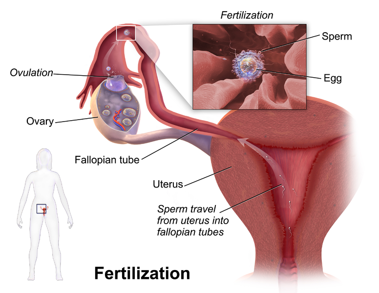 difference-between-internal-and-external-fertilization-definition