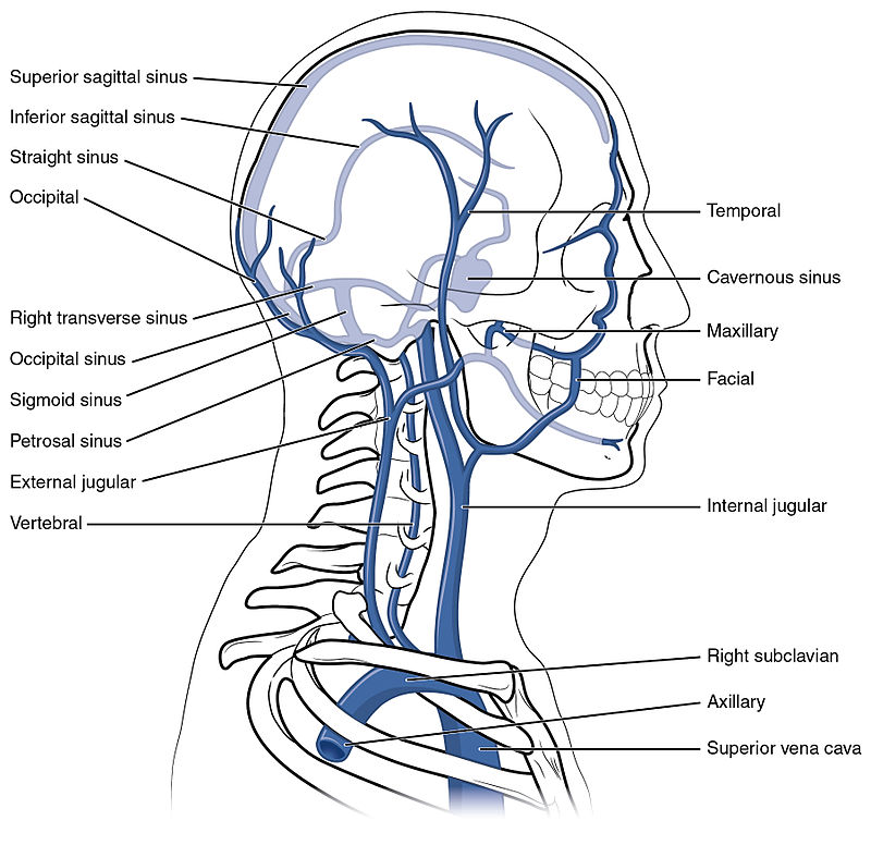 Difference Between Jugular And Carotid