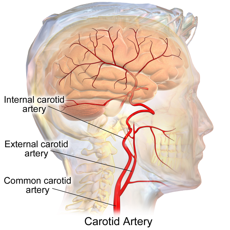 Difference Between Jugular Vein And Carotid Artery