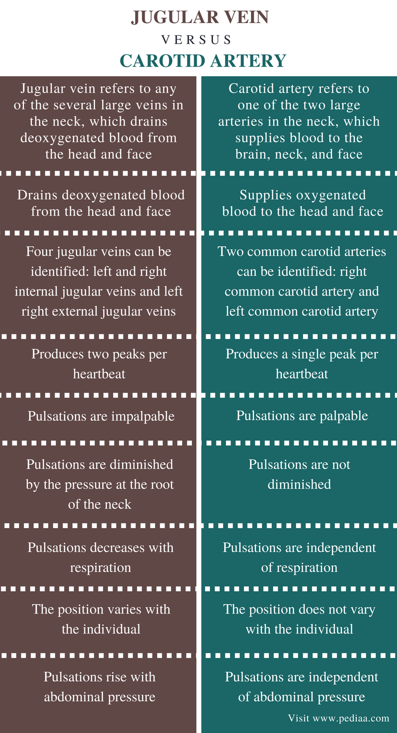difference-between-jugular-vein-and-carotid-artery-definition