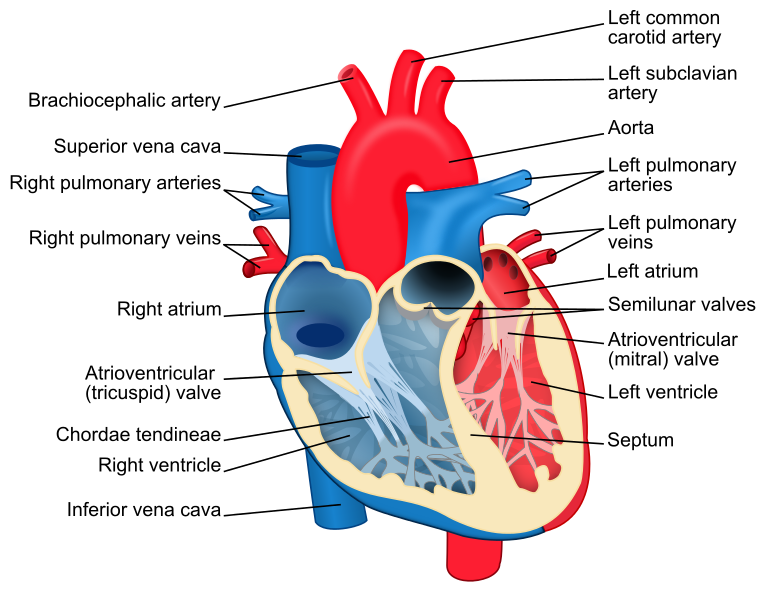 Difference Between Left and Right Ventricle | Definition ...